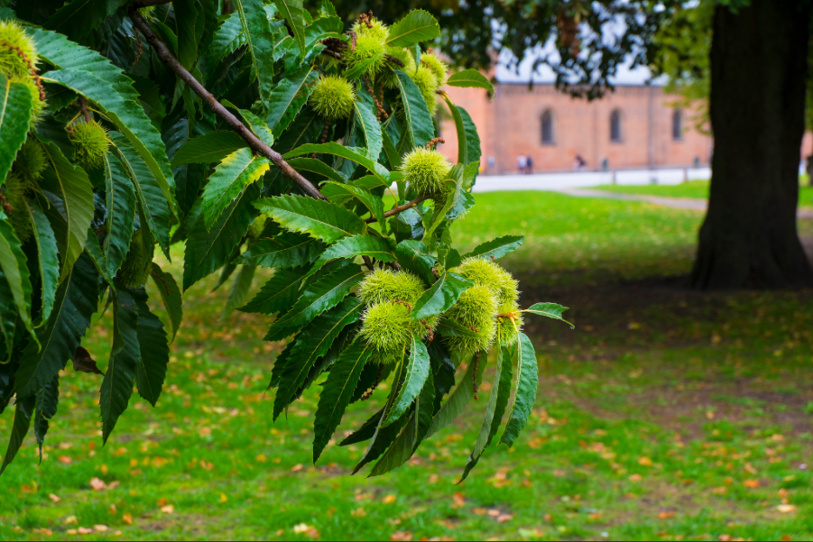 栗の木イメージ